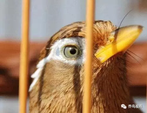 画眉斗鸟与唱鸟的挑选区别