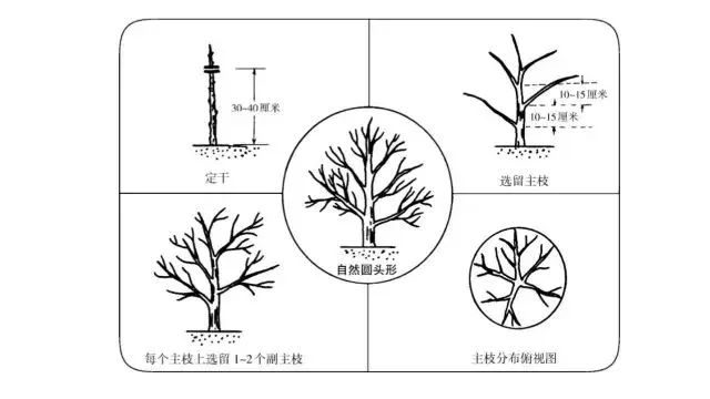 树形结构|主干形,开心形,圆头形 柑橘树形全剖析