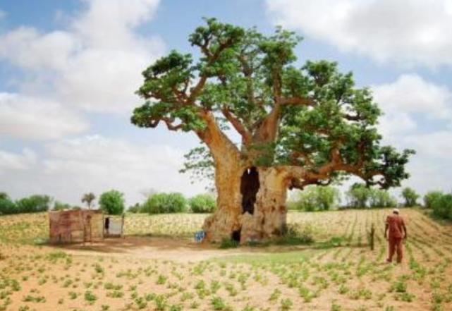 能活2000年的非洲猴面包树为啥突然离奇死亡?