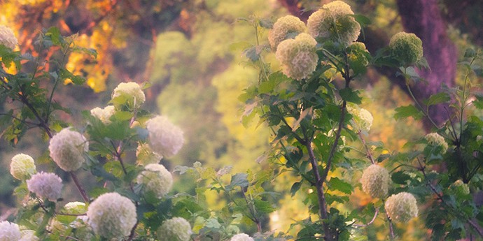 唯美花园 从拥有一棵绣球花开始—几禾花舍