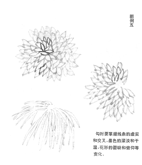 〖58分类网〗一,菊花结构解析 〖58分类网〗