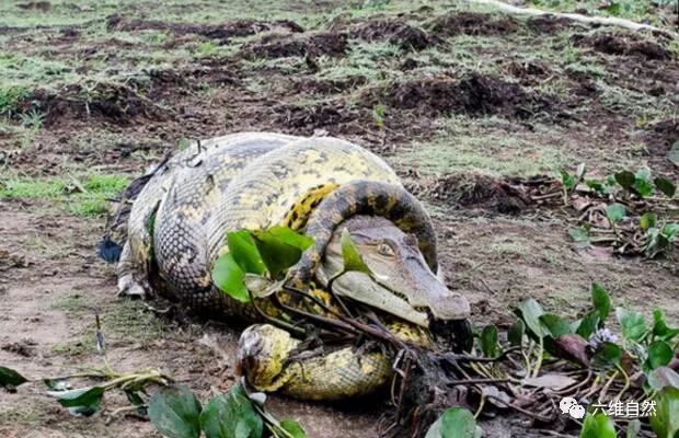 森蚺和鳄鱼的生死缠杀,谁才是沼泽之王?