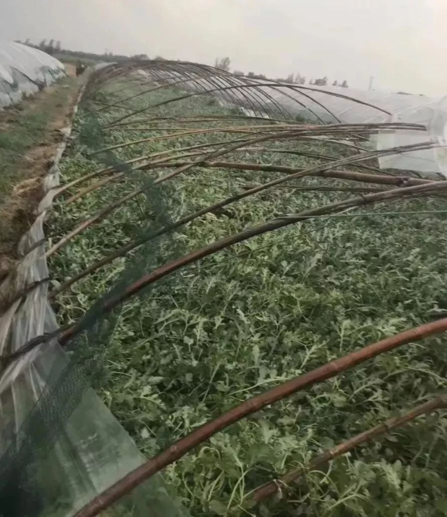 有些地方下的冰雹直接穿透了大棚农膜,蔬菜遭了殃.