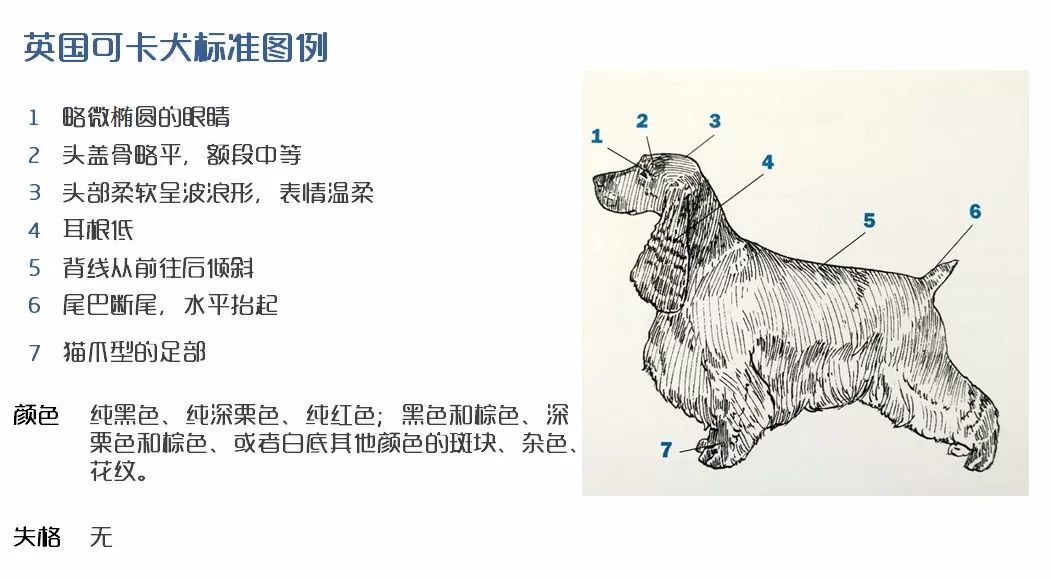 【犬种百科-19-】英国可卡犬(english cocker spaniel)