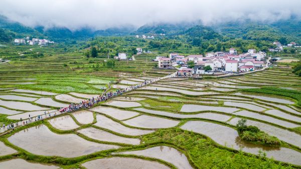 犁头山村人口_犁头草图片