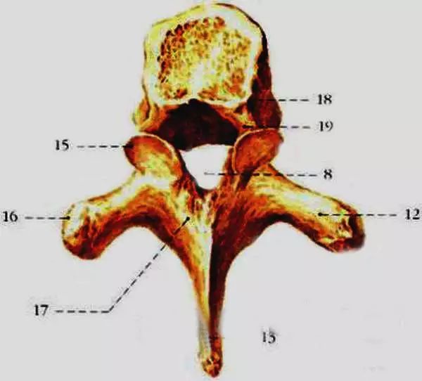 胸椎颈椎腰椎骨棘突定位图文详解