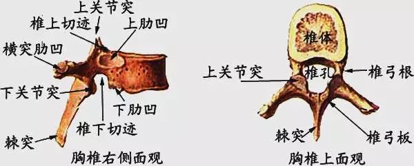 胸椎,颈椎,腰椎,骨棘突定位(图文详解)