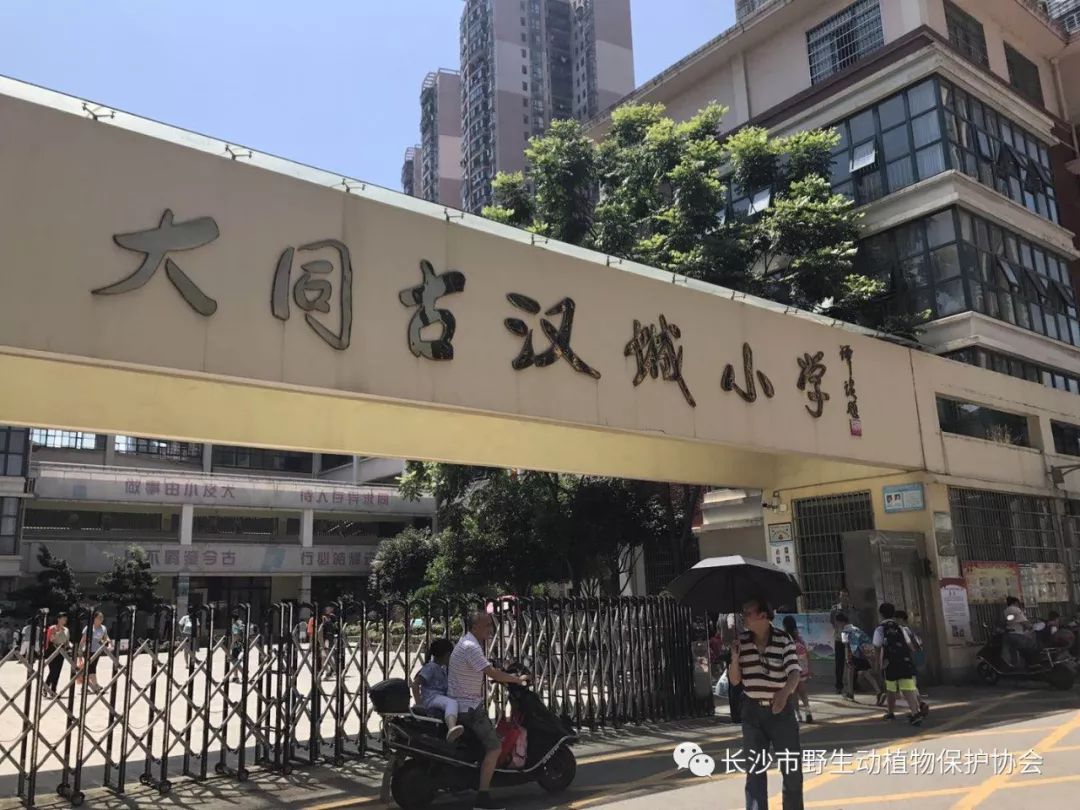 打响蓝天保卫战 我们都在行动—大同古汉城小学蓝天保卫战宣讲