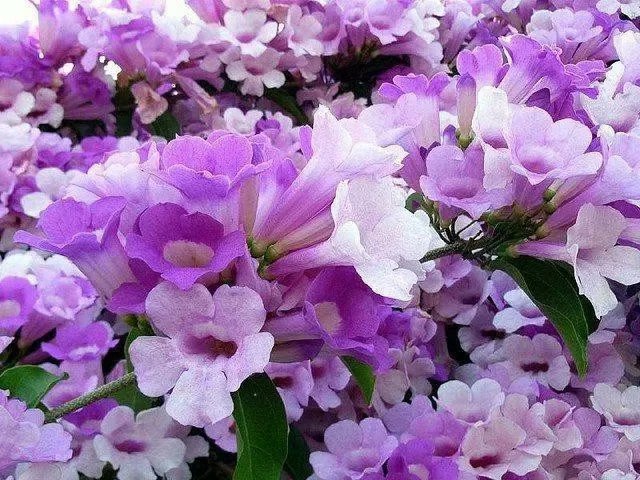 花多色艳花开三季的蒜香花