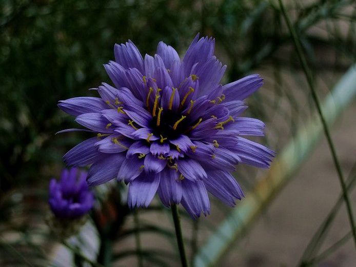 小菊花也是菊