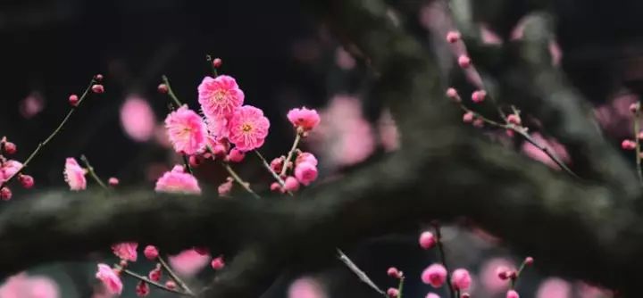 寒梅著花未简谱_傲雪寒梅的图片