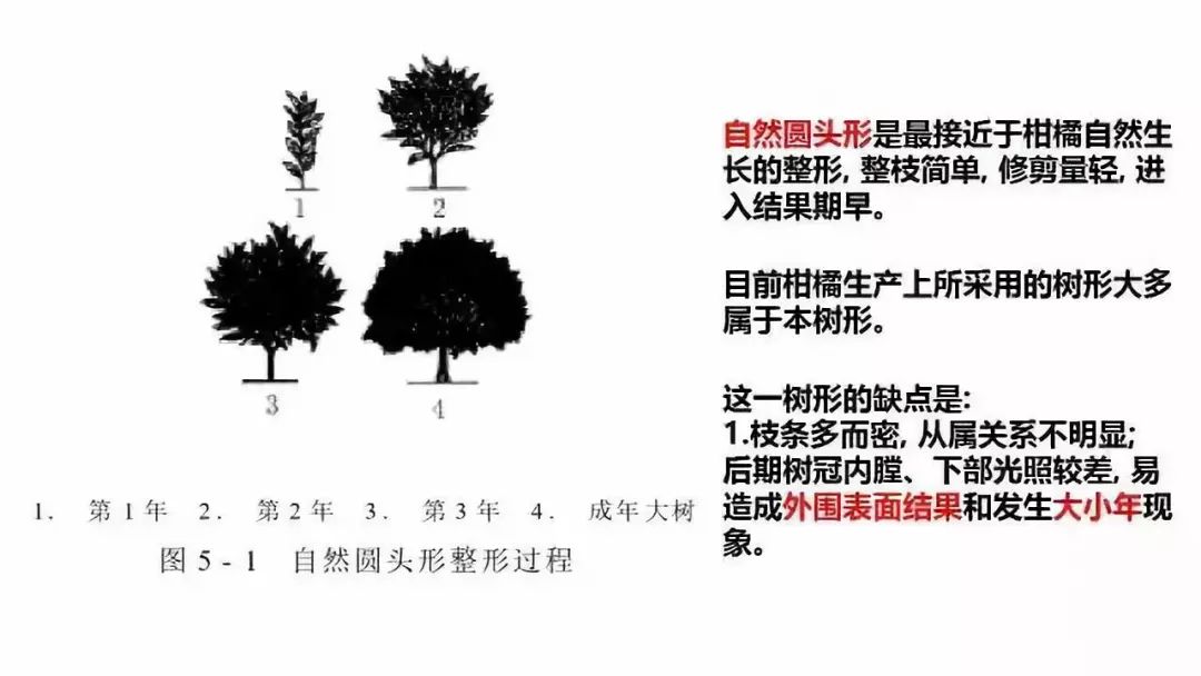 树形结构|主干形,开心形,圆头形 柑橘树形全剖析