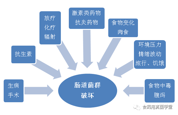 灵芝改善肠道菌群失衡肠道好70以上的疾病就没了