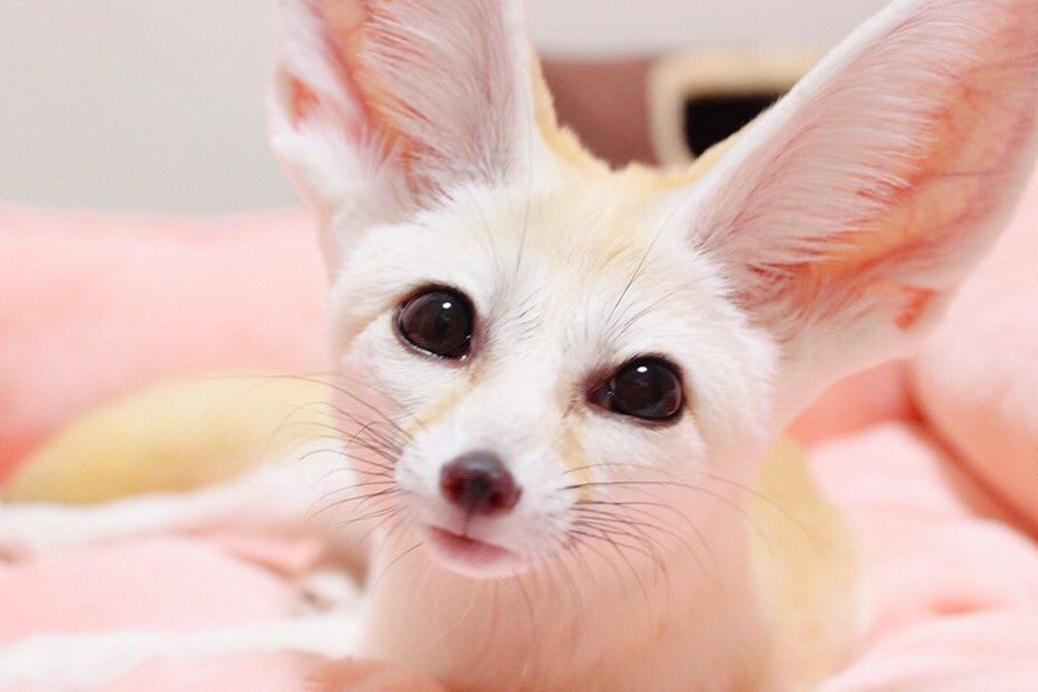 日本小姐姐养了只耳廓狐做宠物！大家先感受一下这画风