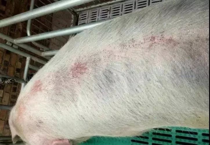 隐性感染的猪,多数不发烧,在 面部及脊背有铁锈色出血点,皮肤呈黄色