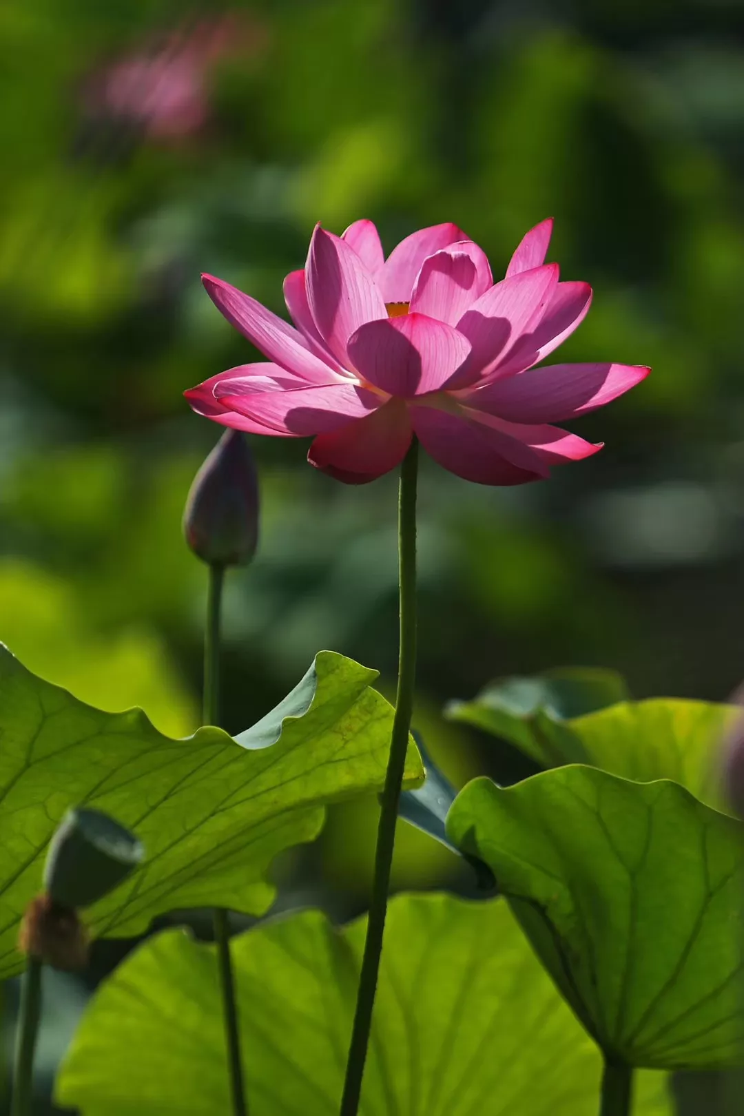 汴梁旅游 | 大家风范:佛系香荷观铁塔 花开半夏若心莲