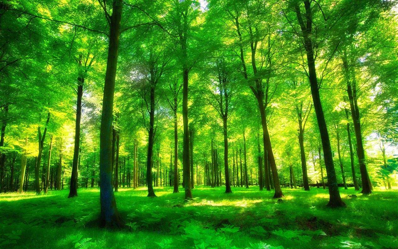 保护地球 种植一片美丽森林
