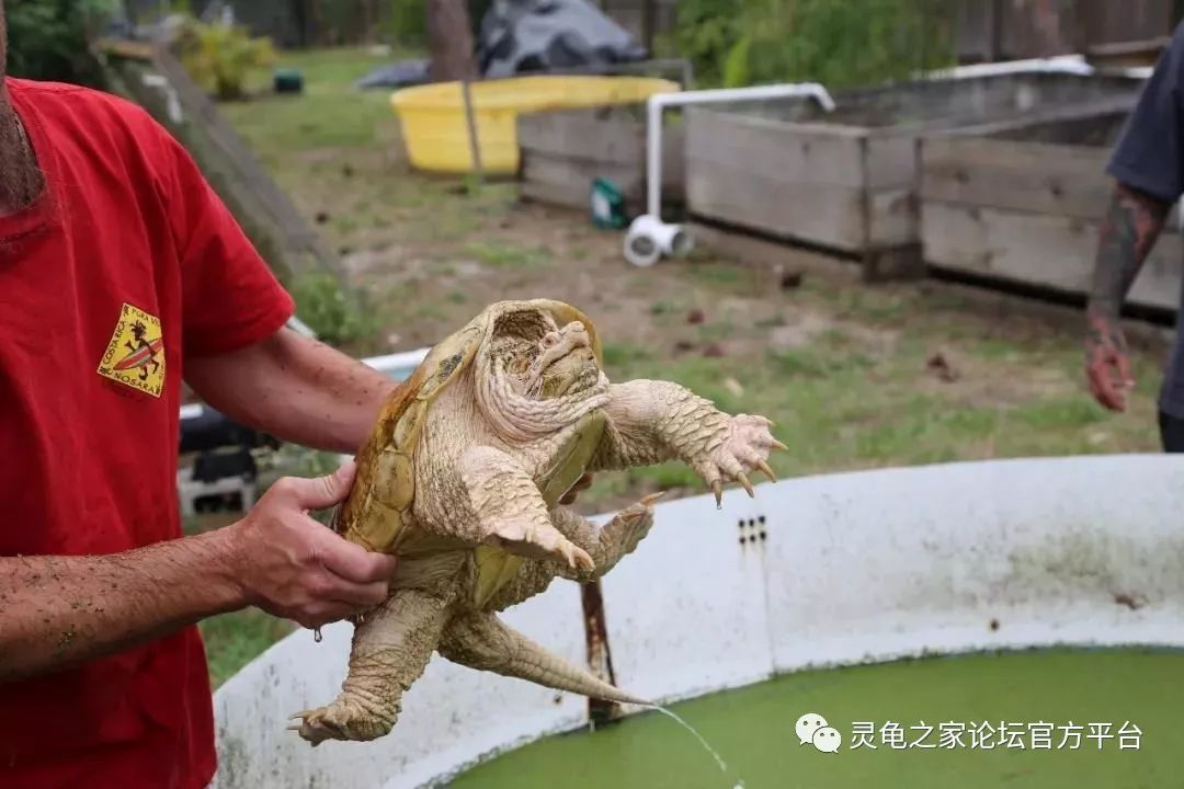 【多图】白化变异龟之旅--深院静,小庭空,养龟很轻松