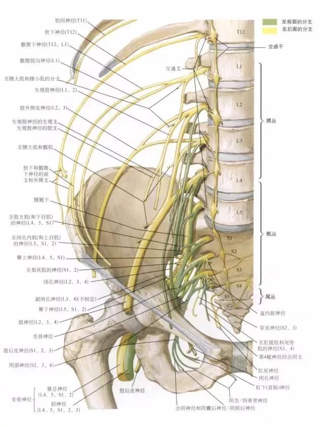 下肢外周神经主要包括腰丛(t12前支部分,l1-3前支和l4前置部分组成)