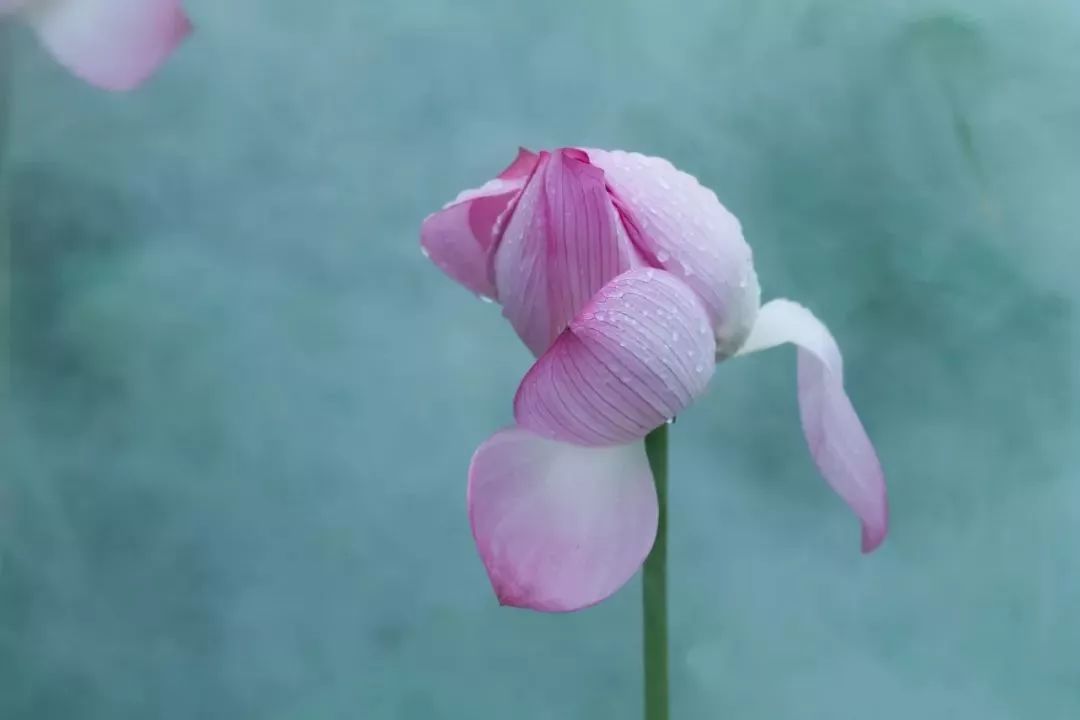 赏析 浣溪沙·荷花