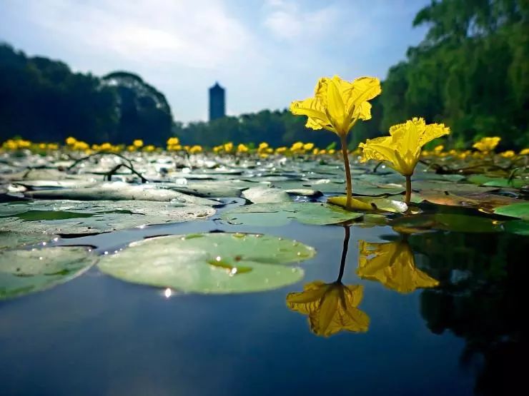 参差荇菜,左右流之