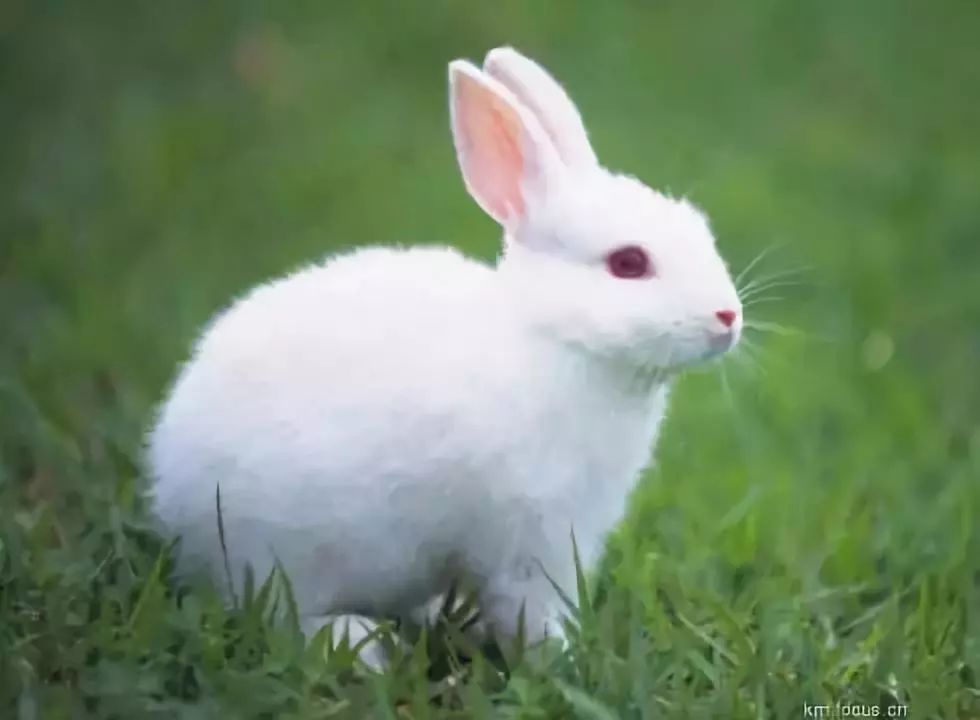 我的小白兔