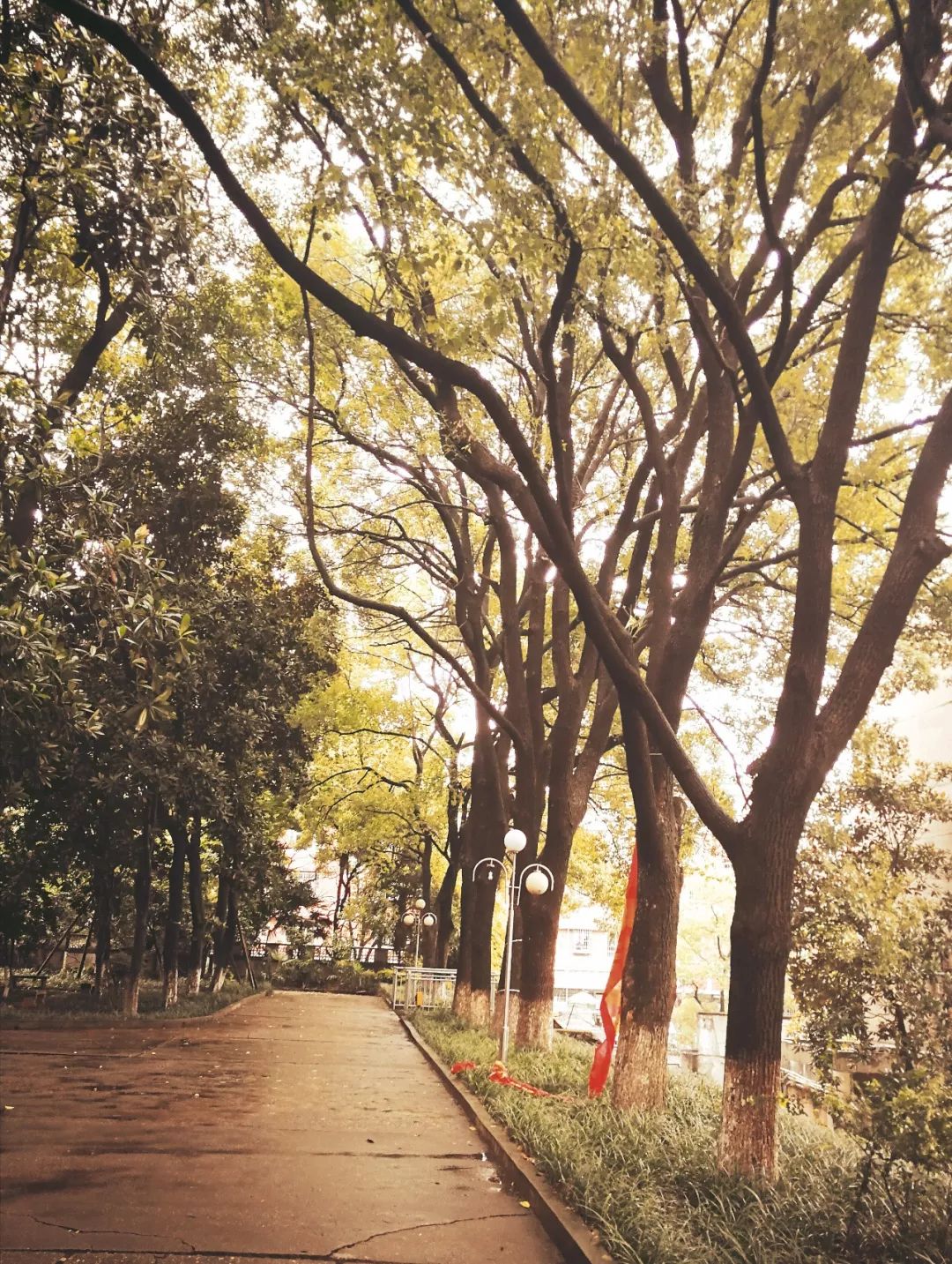 投票树达校园风景大赛