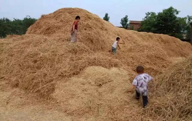 又到麦黄时节,威海20年前割麦子的老照片谁还记得!