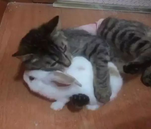 猫为什么吃兔子