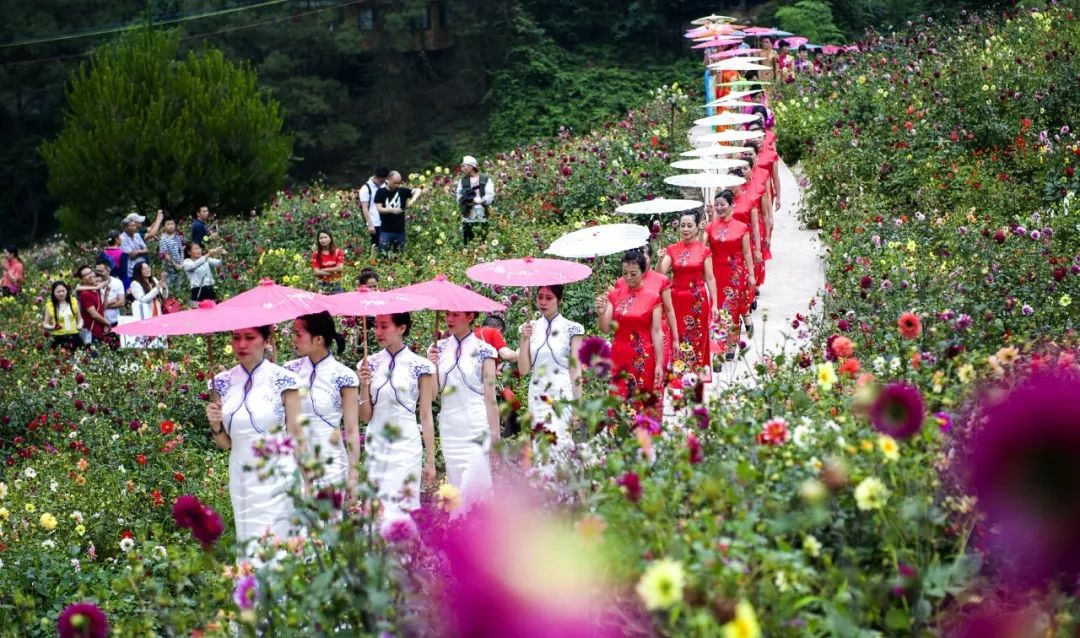 看花海,走广安首个玻璃栈道…广安邻水首届大丽花旅游