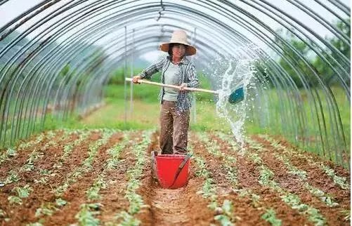 大棚夏季浇水降温莫弄巧成拙!