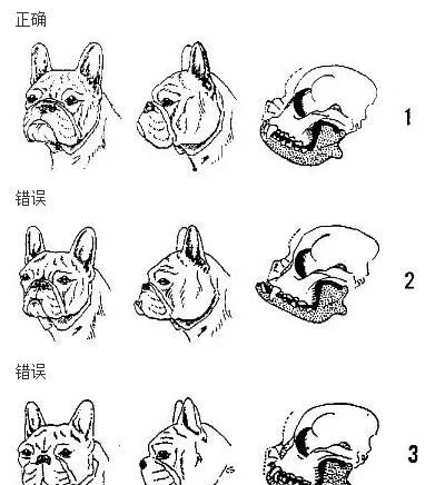 教你挑选一只品相好的法国斗牛犬!