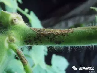 细菌性斑疹病