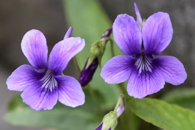 特点:花期长,全年可开花,盛花期3月,花紫色,浪漫优雅.