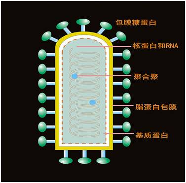 图一:狂犬病病毒结构示意图