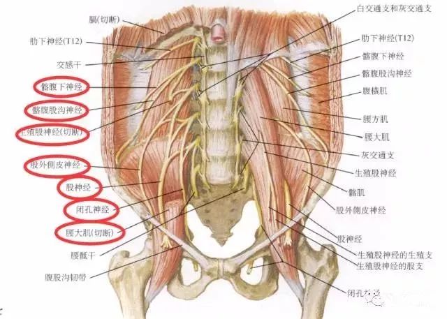 腰丛位于腰大肌深面,分支包括髂腹下神经,髂腹股沟神经,生殖股神经,股