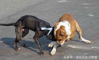 恶霸 比特犬—不达目的不罢休