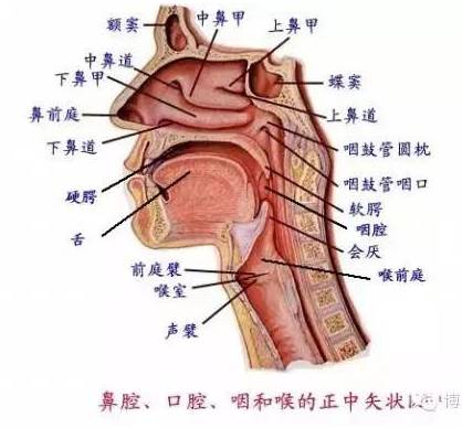 歌唱三要素《头腔共鸣,打开喉咙和气息支持》