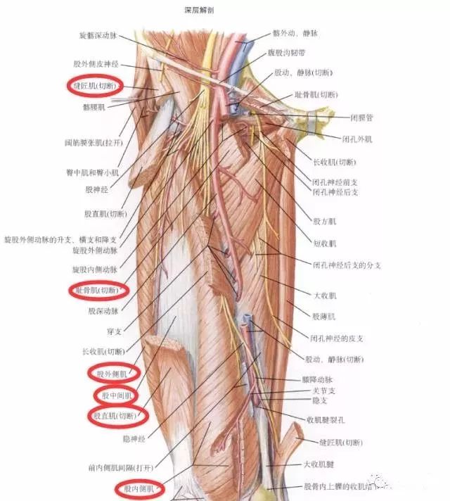 解剖走行:股神经沿腰大肌外侧缘与髂肌之间下行,经腹股沟韧带深面