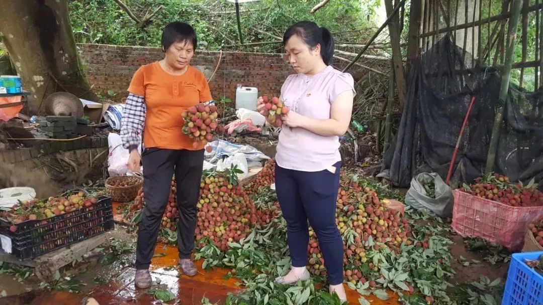 ▼出谋划策,帮助解决销售难题▼天堂镇党委委员伍丽丽了解荔枝产销