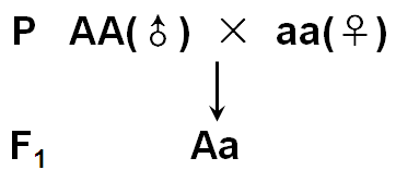 基因的显隐性已知 显性的雄性(纯合子)× 隐性的雌性 (1)若基因在常