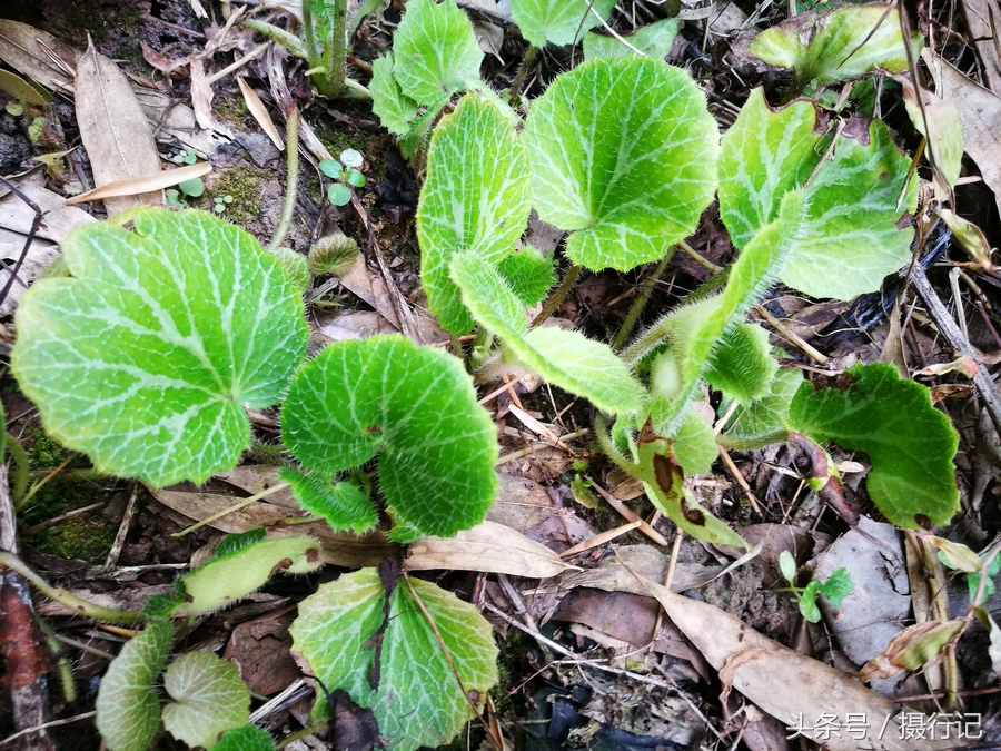 乡间的虎耳草,又名老虎耳,城里用来做盆景,农村用来做