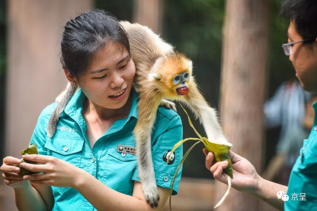 犀牛樱桃猜成语_樱桃小丸子图片(3)