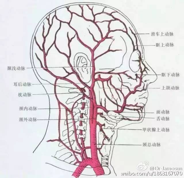 图5颈外动脉解剖示意图