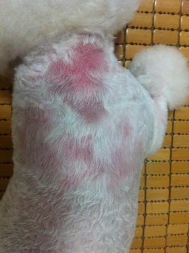 正文  比熊犬有皮肤病也是一个比较常见的现象,一般和细菌,螨虫或真菌