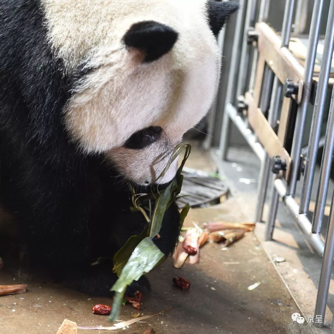 犀牛樱桃猜成语_樱桃小丸子图片(2)