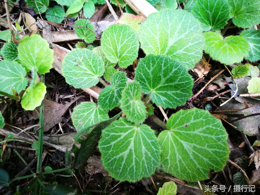 乡间的虎耳草,又名老虎耳,城里用来做盆景,农村用来做