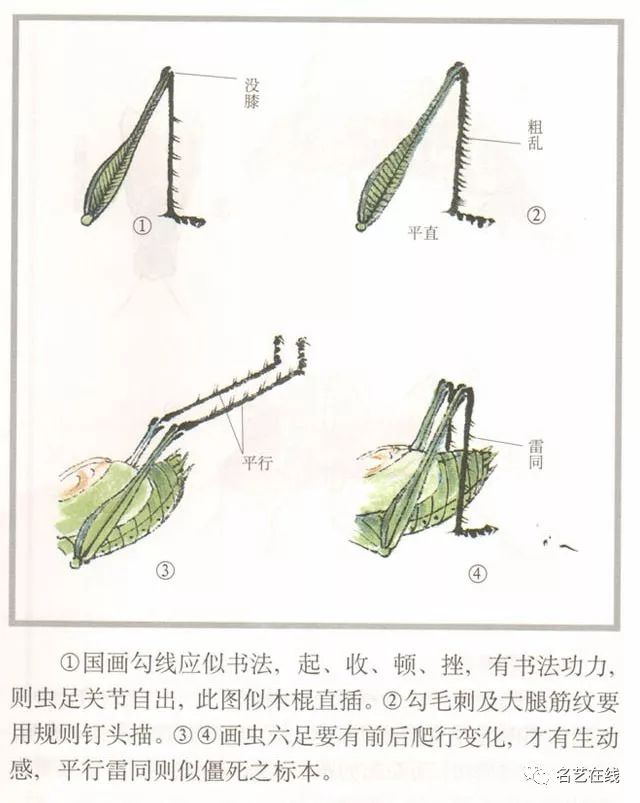 国画技法蝈蝈的工笔及写意画法