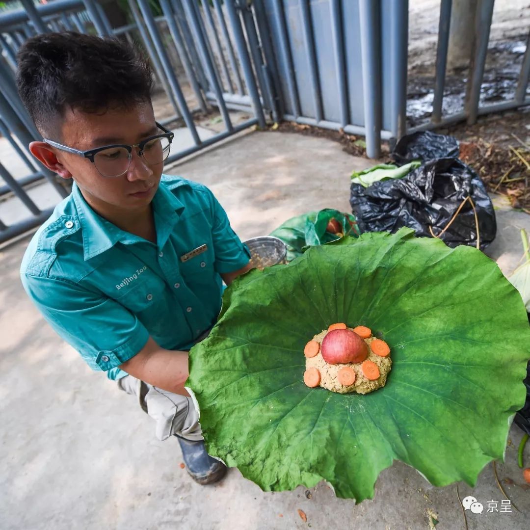 犀牛樱桃猜成语_樱桃小丸子图片