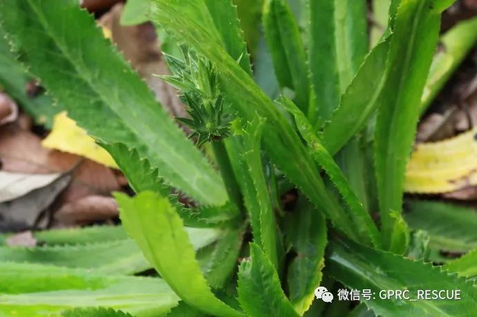 【户外知识】中国常见野菜及其食用-(85)刺芹(洋芫茜,山芫荽)